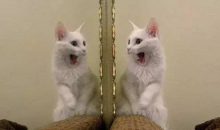 一个合格德扑玩家的自我修养-博狗扑克 蜗牛扑克 德州扑克跟我学