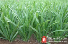 博狗比特币:区块链炒作套路深,80%的公司都在“割韭菜”!-博狗扑克 蜗牛扑克 德州扑克跟我学