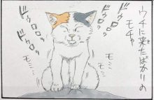 猫的调皮行为四格漫画 当做气垫床单弹来弹去-博狗扑克 蜗牛扑克 德州扑克跟我学