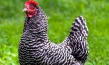 美国男孩被“战斗鸡”狂追影片遭疯传 魔性影片越看越疗愈-博狗扑克 蜗牛扑克 德州扑克跟我学