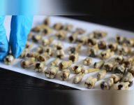 古老建筑物翻修 从墙里挖出上千颗人类牙齿令人毛骨悚然-博狗扑克 蜗牛扑克 德州扑克跟我学