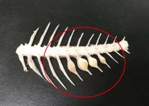 鲷鱼“鸣门骨”不是骨瘤 “火影忍者骨头”令人大开眼界-博狗扑克 蜗牛扑克 德州扑克跟我学