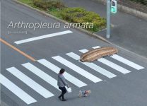 真实尺寸古生物图鉴 现代世界里史前生物有多大-博狗扑克 蜗牛扑克 德州扑克跟我学