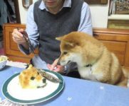 逼真的“小狗”蛋糕 把家里的狗子吓呆了-博狗扑克 蜗牛扑克 德州扑克跟我学