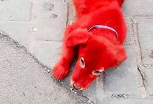 宠物店为将狗出售 刻意将狗染成鲜红引发关注-博狗扑克 蜗牛扑克 德州扑克跟我学