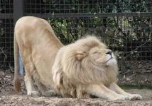动物界的“翘屁嫩男” 国宝大熊猫翘屁勾魂姿势撩人-博狗扑克 蜗牛扑克 德州扑克跟我学