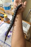生物系男生养祕鲁巨人蜈蚣当宠物 巨型有毒蜈蚣长43厘米-博狗扑克 蜗牛扑克 德州扑克跟我学