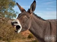 博狗扑克:驴式下注真是菜鸟的打法吗?-博狗扑克 蜗牛扑克 德州扑克跟我学