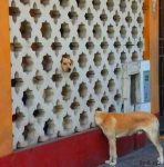 神奇搞笑错觉照片 “错觉艺术”令人忍不住多看几次-博狗扑克 蜗牛扑克 德州扑克跟我学