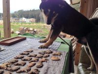 动物雕刻治愈人心 雕刻家将硬派木头变成温馨暖意艺术品-博狗扑克 蜗牛扑克 德州扑克跟我学