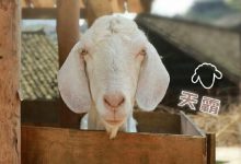 《向往的生活》天霸走了 何炅留言令人感动-博狗扑克 蜗牛扑克 德州扑克跟我学