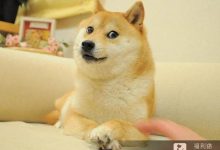 博狗扑克：梗图“最嘲讽柴犬doge”近况曝光！6年后同一角度 网全喷泪：真的老了！-博狗扑克 蜗牛扑克 德州扑克跟我学