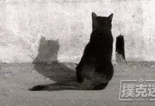 博狗扑克:一个合格德扑玩家的自我修养-博狗扑克 蜗牛扑克 德州扑克跟我学