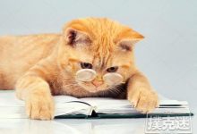 博狗扑克:玩德州扑克到底可以训练哪些能力-博狗扑克 蜗牛扑克 德州扑克跟我学