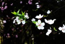 【蜗牛扑克】我征服了岳的一家 房东蜜事免费阅读全文-博狗扑克 蜗牛扑克 德州扑克跟我学