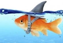 博狗扑克:德州扑克中的鱼、鲨鱼、鲸鱼是什么意思-博狗扑克 蜗牛扑克 德州扑克跟我学