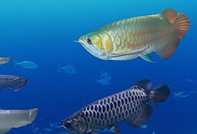 博狗扑克：现这些情况你都舍不得离桌的话就等着输吧！-博狗扑克 蜗牛扑克 德州扑克跟我学