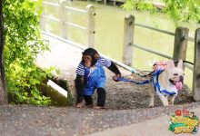 育与娱乐的融合，《神奇伙伴》为动物类综艺节目提供了全新样本-博狗扑克 蜗牛扑克 德州扑克跟我学