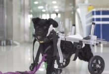 《此时此刻》城市流浪动物激增 法国女教师献计献策-博狗扑克 蜗牛扑克 德州扑克跟我学