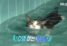 「喵的，老子才不怕水！」你看过爱游泳的猫吗？-博狗扑克 蜗牛扑克 德州扑克跟我学