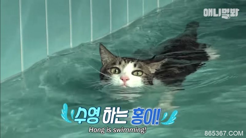 「喵的，老子才不怕水！」你看过爱游泳的猫吗？