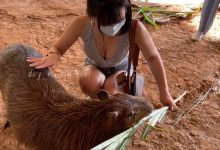 [人物]性感少女「Dory」喂食水豚超有爱，「上帝视角」狂晒深美！-博狗扑克 蜗牛扑克 德州扑克跟我学