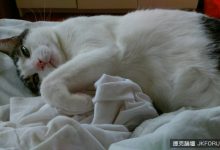 你有多懂喵星人? 《人類對貓咪的6個誤解》-博狗扑克 蜗牛扑克 德州扑克跟我学