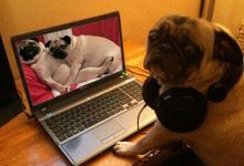 AV產業的最新潮流『女巨人』-博狗扑克 蜗牛扑克 德州扑克跟我学