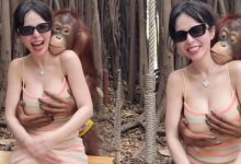 大木瓜姐姐慘遭襲胸!猩猩獸性大發伸手捧奶 網友直喊羨慕-博狗扑克 蜗牛扑克 德州扑克跟我学