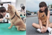 正妹寵物美容師「Findy」,嬌小可人小隻馬清純又療癒~比狗狗還要可愛!-博狗扑克 蜗牛扑克 德州扑克跟我学