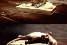 你知道嗎~ 老鼠的精子比大象的長-博狗扑克 蜗牛扑克 德州扑克跟我学