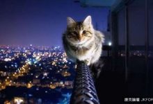你有想過嗎?《貓咪夜間活動範圍》實測結果好驚人!-博狗扑克 蜗牛扑克 德州扑克跟我学