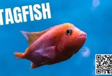 【EV扑克】策略教学:你是一条紧凶的“鱼”吗?对照这7点看看-博狗扑克 蜗牛扑克 德州扑克跟我学