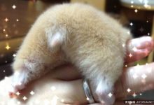 日本網友突然風靡曬這個，還引發他國網友跟風-博狗扑克 蜗牛扑克 德州扑克跟我学