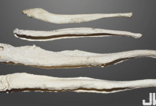 網友都崩潰啦!研究指出……「人類確實是3分鐘內的物種之一」(這叫人情何以堪-博狗扑克 蜗牛扑克 德州扑克跟我学