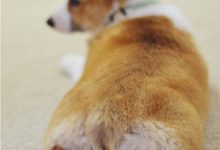 專門收集柯基超萌屁屁的 IG 帳號，一定要 Follow！-博狗扑克 蜗牛扑克 德州扑克跟我学