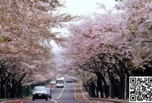 【EV扑克】WPT韩国 | 樱你而来 赴春之约 济州岛游玩攻略之看樱花篇-博狗扑克 蜗牛扑克 德州扑克跟我学