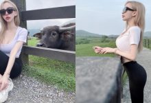 擎天岡出現「巨乳細腰正妹」!嵐芯語超誇張二次元身材跟牛牛合照!-博狗扑克 蜗牛扑克 德州扑克跟我学