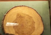 大发体育-我击中它很多次,它就倒下了”,大发助力你的致富之路!-博狗扑克 蜗牛扑克 德州扑克跟我学