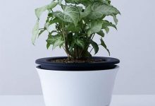 不要笑!盆栽安全帽 地震時真的可以拿來防災喔-博狗扑克 蜗牛扑克 德州扑克跟我学