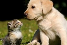 【EV扑克】修狗修猫是什么意思? 起底修狗修猫意思及其出处-博狗扑克 蜗牛扑克 德州扑克跟我学