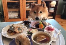 【EV扑克】小狗狗有什么开心事呢? 你知道有哪些吗-博狗扑克 蜗牛扑克 德州扑克跟我学