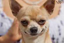 【EV扑克】网上所说的名媛是褒义还是贬义? 起底网络词汇名媛真实含义-博狗扑克 蜗牛扑克 德州扑克跟我学