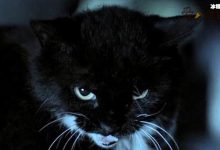 【EV扑克】猫脸老太太事件， 真的有猫脸老太太吗事情真相是怎样的-博狗扑克 蜗牛扑克 德州扑克跟我学