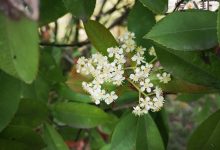 【EV扑克】石楠花为什么叫最污花? 摒弃气味它的用途广泛-博狗扑克 蜗牛扑克 德州扑克跟我学