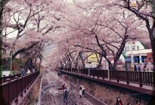 【EV扑克】走花路是什么意思？这个词语是怎样在饭圈流行起来的-博狗扑克 蜗牛扑克 德州扑克跟我学