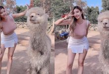 草尼馬真的好大！巨乳姐姐和巨型羊駝合照　網友：旁邊是雙峰駱駝？-博狗扑克 蜗牛扑克 德州扑克跟我学