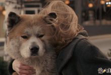 【EV扑克】爱犬追婚车6里地. 忠犬的故事让人感动落泪!-博狗扑克 蜗牛扑克 德州扑克跟我学