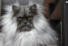 【EV扑克】网红猫咪Juno因天生生气脸走红  猫咪照片被扒-博狗扑克 蜗牛扑克 德州扑克跟我学