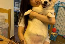 【EV扑克】张致恒塔房是怎么回事?其未婚妻如何回应!-博狗扑克 蜗牛扑克 德州扑克跟我学